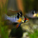 Apistogramma Tonina Colombian Tropical Fish