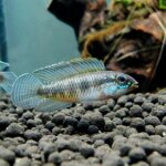 Apistogramma Tonina Colombian Tropical Fish