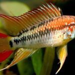 Apistogramma Tonina Colombian Tropical Fish