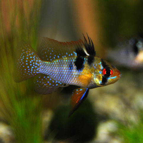 Apistogramma Tonina Colombian Tropical Fish
