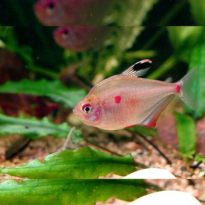 Apistograma Tonina Colombian Tropical Fishes