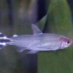 Apistogramma Tonina Colombian Tropical Fish