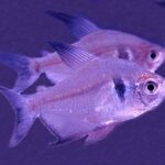 Apistogramma Tonina Colombian Tropical Fish