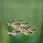 Apistogramma Tonina Colombian Tropical Fish