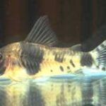 Tonina Colombian Tropical Fish