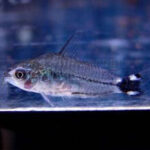 Tonina Colombian Tropical Fish