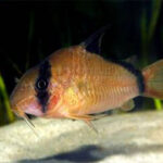Tonina Colombian Tropical Fish