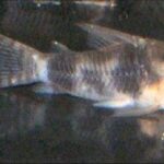 Tonina Colombian Tropical Fish