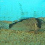 Tonina Colombian Tropical Fish