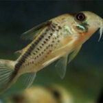 Tonina Colombian Tropical Fish