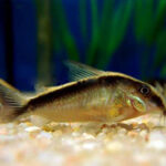 Tonina Colombian Tropical Fish