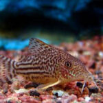 Tonina Colombian Tropical Fish