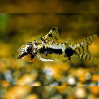 Callichthyidae Tonina Colombian Tropical Fishes