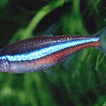 Characidae Tonina Colombian Tropical Fish