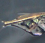 Characidae Tonina Colombian Tropical Fish