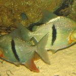 Characidae Tonina Colombian Tropical Fish