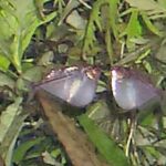 Characidae Tonina Colombian Tropical Fish