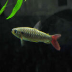 Characidae Tonina Colombian Tropical Fish