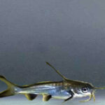 Characidae Tonina Colombian Tropical Fish