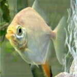 Cichlidae Tonina Colombian Tropical Fish