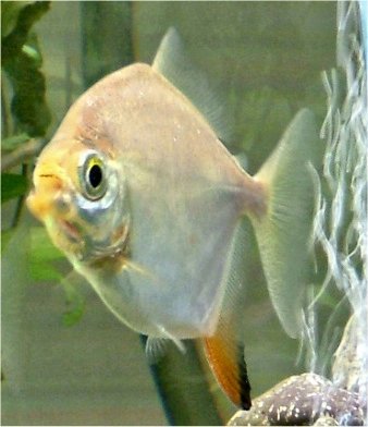 Cichlidae Tonina Colombian Tropical Fish