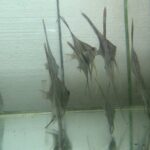 Cichlidae Tonina Colombian Tropical Fish