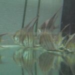 Cichlidae Tonina Colombian Tropical Fish