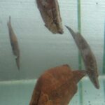 Cichlidae Tonina Colombian Tropical Fish