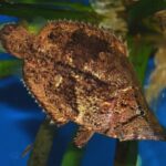 Cichlidae Tonina Colombian Tropical Fish