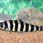 Cichlidae Tonina Colombian Tropical Fish