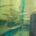 Cichlidae Tonina Colombian Tropical Fish