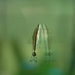 Cichlidae Tonina Colombian Tropical Fish