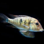 Cichidahe Tonina Colombian Tropical Fish