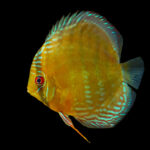 Cichidahe Tonina Colombian Tropical Fish