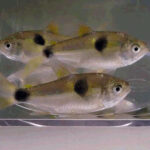 Cichlidae Tonina Colombian Tropical Fish