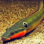 Cichidahe Tonina Colombian Tropical Fish