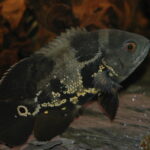 Cichidahe Tonina Colombian Tropical Fish