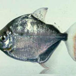 Cichlidae Tonina Colombian Tropical Fish