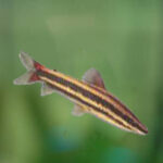 Cichlidae Tonina Colombian Tropical Fish