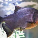 Cichlidae Tonina Colombian Tropical Fish