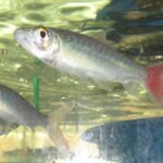 Cichlidae Tonina Colombian Tropical Fish