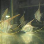 Cichlidae Tonina Colombian Tropical Fish