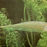 Gymnotiformes Tonina Colombian Tropical Fish