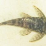 Loricariidae Tonina Colombian Tropical Fish