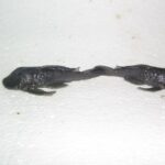 Loricariidae Tonina Colombian Tropical Fish