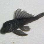 Loricariidae Tonina Colombian Tropical Fish