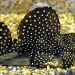 Loricariidae Tonina Colombian Tropical Fish