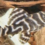 Loricariidae Tonina Colombian Tropical Fish