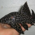 Loricariidae Tonina Colombian Tropical Fish