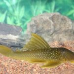 Loricariidae Tonina Colombian Tropical Fish